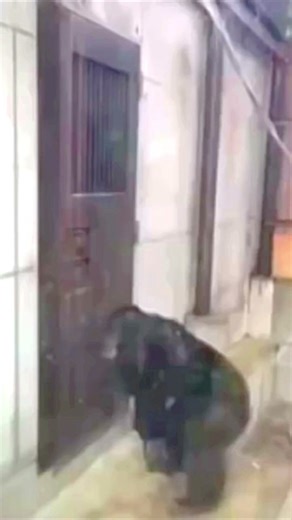 Monkey Furiously Knocking At Door! 😱😂 #monkey #animals #fyp | monkey opening door meme