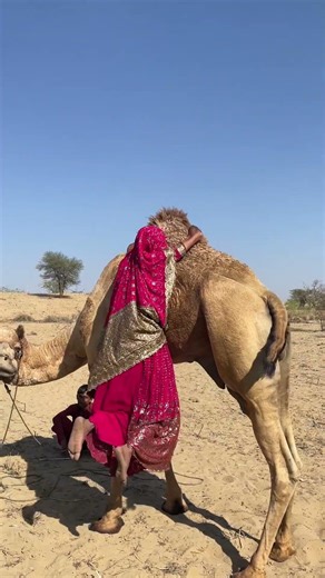 لن تصدق! فتاة تقوم بحركة مذهلة مع الجمل