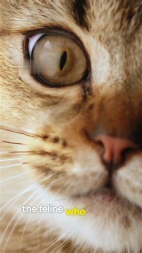 Animals Reacting to Music