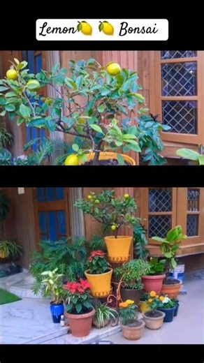 Mini Lemon Tree 🍋 | Beautiful Lemon Bonsai 🌼 | Homedecor | Shorts