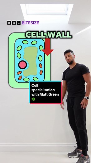 Understanding Cell Specialisation in Biology with Matt Green 🌿