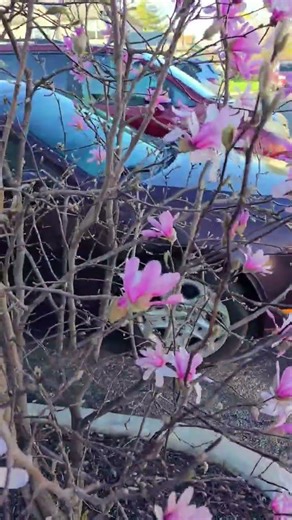 Amazing Saucer magnolia flowers blooming in spring