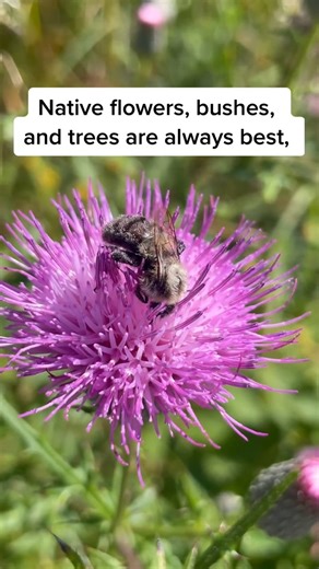 1K views · 12 reactions | Texas Bee on Reels | Facebook