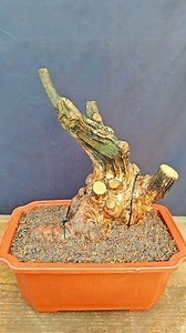 115K views · 741 reactions | Pruning and potting of Vitex negundo bonsai material #bonsai #bonsaimaking #Vitex_negundo #collected_specimen | Nazim's Bonsai | Facebook
