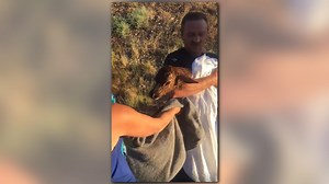 Mother elk gives birth to calf after being struck, killed by SUV near Flagstaff
