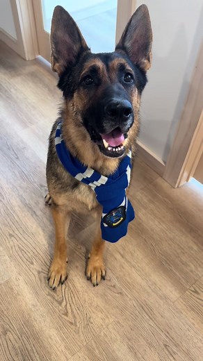 Happy October 🎃🧙‍♂️🪄 #fyp #dogsoftiktok #doggydaycare #harrypotter #sortinghat