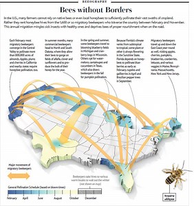 Colony Collapse Disorder
