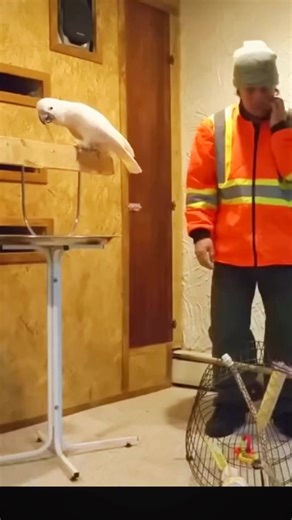 68K views · 2.2K reactions | #cockatoo #parrot #birds | WWE | Facebook