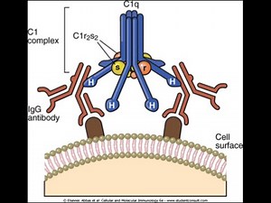 Sistema del complemento con llGuntherll