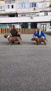 CH. ABKC BIGDOGS R.PRIMU & MR. NORD | Gavrilescu Big Dogs Romania