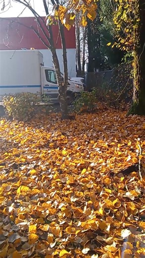 Falling leaves | Kathleen Walker