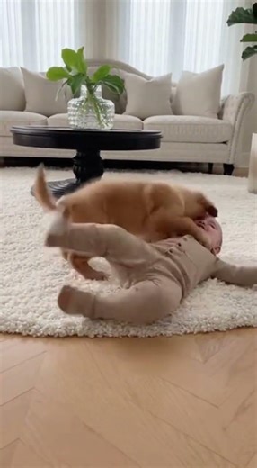 Golden Retriever Puppy Makes Baby Laugh Like Crazy 😂👶 #viralreels #petlovers #funnydogs #cutedogs