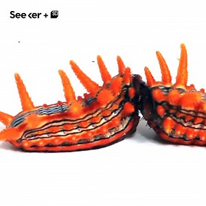 619K views · 1.6K reactions | These colorful caterpillars are sending a strong warning message. (via bioGraphic) Video by Sam Jaffe of The Caterpillar Lab. See more amazing videos of native North American caterpillars at The Caterpillar Lab. | Seeker by The Verge | Facebook