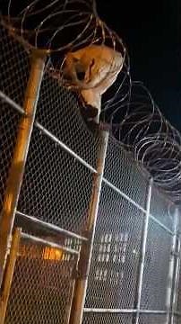 The Five Most Famous Prison Escapes in the USA