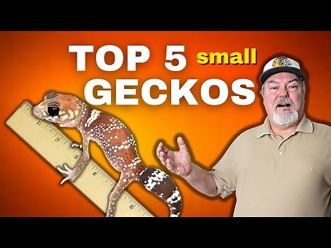 Top 5 Small Geckos