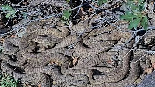 Project Rattlecam's livestream goes inside rattlesnake 'mega-den'