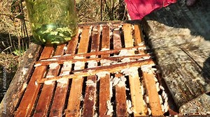 Wax moth larvae. During growth, wax moth larvae feed on wax, as a result of which wax combs are destroyed. Stock Video