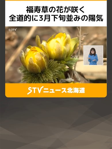 福寿草の花が咲く 全道的に3月下旬並みの陽気 町民も「春だね」一気に春へ…体調管理に注意 #江差 #福寿草 #気温 #TikTokでニュース