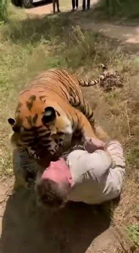 A Tiger attack a male