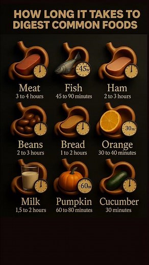 How Fast Does Your Body Digest Food? 🔬 | Time It Takes for Common Foods to Break Down!