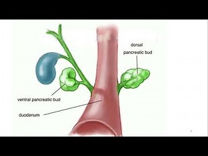 Development of Gastrointestinal Tract - Part 2