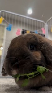 2.6K views · 84 reactions | 塞 Did you know fresh veggies are an essential part of your bunny’s daily diet? But here’s the hop—not all greens are bunny-approved! Head to our care resources and blog for tips on safe, healthy greens and everything you need to keep your bun thriving!  @hunny_the_bunny_official #bunnycare #rabbithealth #petcare #bunny #bunniesofinstagram #bunnylove #bunfluencer #bunnylife #rabbits #houserabbits #pets #smallpetselect | Small Pet Select | Facebook