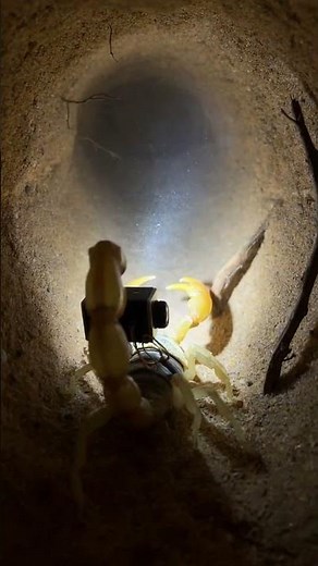 Micro Back-Mounted Camera POV: Deathstalker Scorpion Underground Hunt