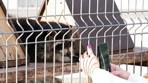 Woman feeding lemur in the zoo while taking photo with her smartphone for social media.