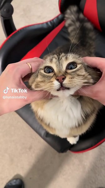 Understanding Cat Sounds: Attracting Your Feline Friend