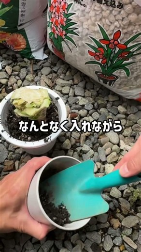 キャベツの根っこ植えてみた