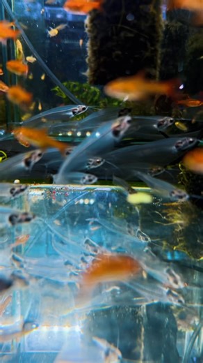 3.4K views · 37 reactions | ✨ Weekly Update at Monster Aquarium NYC ✨ Fresh arrivals just came in this week! Come check out our newest selection of fish — from rare species to community favorites, we’ve got something for every tank.  We’re open 7 days a week, 10AM – 8PM  Shop online 24/7 Stop by the shop or browse online anytime — see what’s new and bring home something special for your aquarium today!  | Monster Aquarium Inc. | Facebook