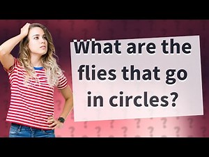 What are the flies that go in circles?