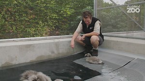 Like proud parents, our Pridelands team are working around the clock looking after this season’s flamingo chicks. Join team leader Nat as she tells us what it takes to look after this tiny flock of flamingos. | Auckland Zoo