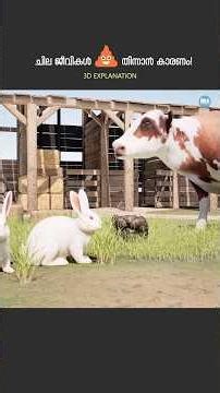 ചില ജീവികൾ കാഷ്ടം തിന്നാൻ കാരണം 😲Why Do Some Animals Eat Poop?