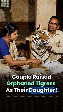 The Tigress Who Always Found Her Way Home | Khairi's Story