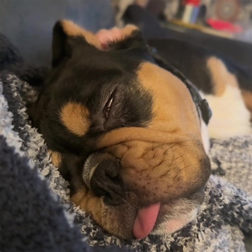 Sleepy head. #bulldog #puppy #englishbulldog | bulldogs