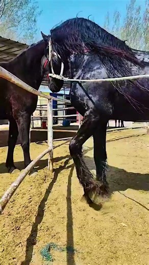 This thing is so beautiful!