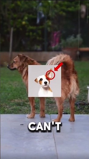 You won’t believe these dog facts! 🤯