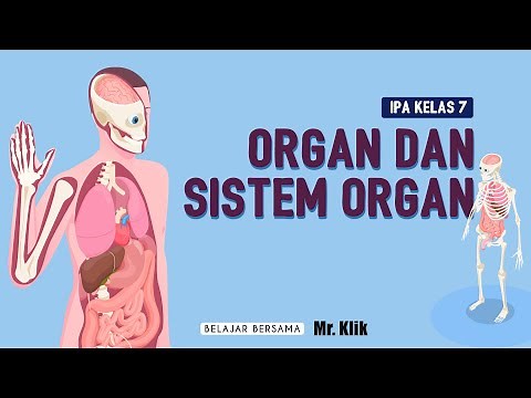 ORGANS AND ORGAN SYSTEMS | LIFE ORGANIZATION SYSTEMS
