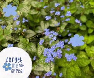 We just love the Forget-Me-Nots in our garden. Look how beautiful they are! Their Spring arrival is in perfect time for our annual Forget-Me-Not appeal. The Forget-Me-Not flower is a symbol of remembrance, eternal love, respect, fidelity, and faithfulness. Who will you dedicate a flower to in our virtual Forget-Me-Not Field of Celebration? Click the link below to take a closer look. www.queenscourt.org.uk/forgetmenot | Queenscourt Hospice