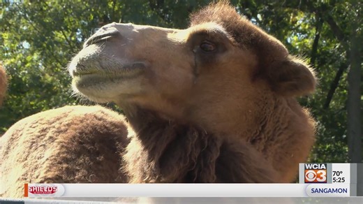 Scovill Zoo camels getting new enclosure, another animal to join Decatur’s zoo family