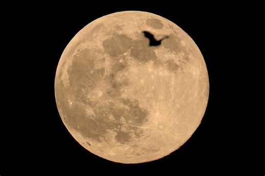 The Wolf moon is the last Supermoon for 10 months – when to see it