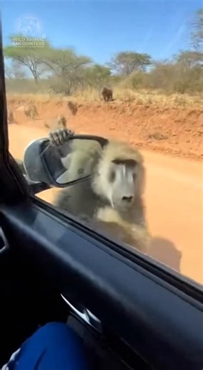 POV: Your safari vehicle is swarmed by an aggressive baboon troop trying to get in. They're not just curious, they're trying to get inside! What's your plan? #wildlife #WildAnimalEncounters #BaboonAttack #Africa #SafariLife #RoadIncident #PrimateRage | Wild Animal Encounters