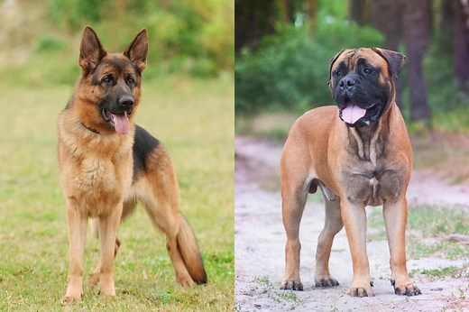 Mastiff Shepherd (German Shepherd & Mastiff Mix) Info, Pictures, Facts, FAQs & More