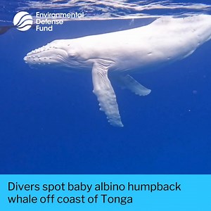 3.8K views · 103 reactions |  Divers off the coast of Vava’u, Tonga,...