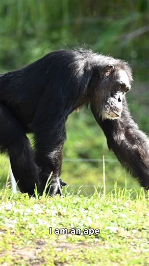 Zoo Miami on Instagram: "PSA: Apes and monkeys are NOT the same! 🙅 Although they share similarities, #apes and #monkeys are very different primates. Here are 3 quick ways to spot the difference: 🐵 Most monkeys have tails, but apes (like gorillas, chimpanzees, orangutans, and gibbons) don’t. 🦧 Apes are generally larger with broader chests, while monkeys are smaller and more agile. 🐵 Monkeys often run on all fours and use their tails for balance, while apes swing from tree branches using their