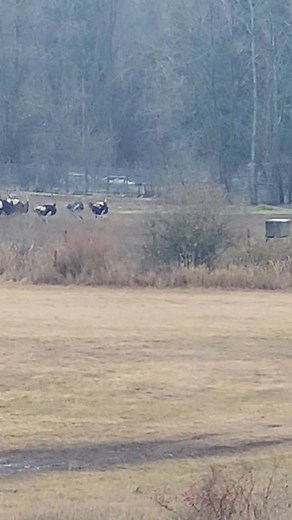 Ostriches running for their lives. | Gregory Peck