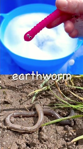 Wash & Learn | Guess Bug Insect Names for Kids: Earthworm Caterpillar Ant Fly Cockroach