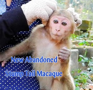 14K views · 276 reactions | So Gorgeous New Abandoned Stump Tail Monkey Got Comfort Grooming By KT In Her Chest So Adorable So Sweetheart | Monkey Daily TV | Facebook