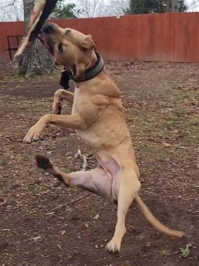 Present 👋🏾 #apbt #springpole #dogconditioning #workingdogs @Springpole